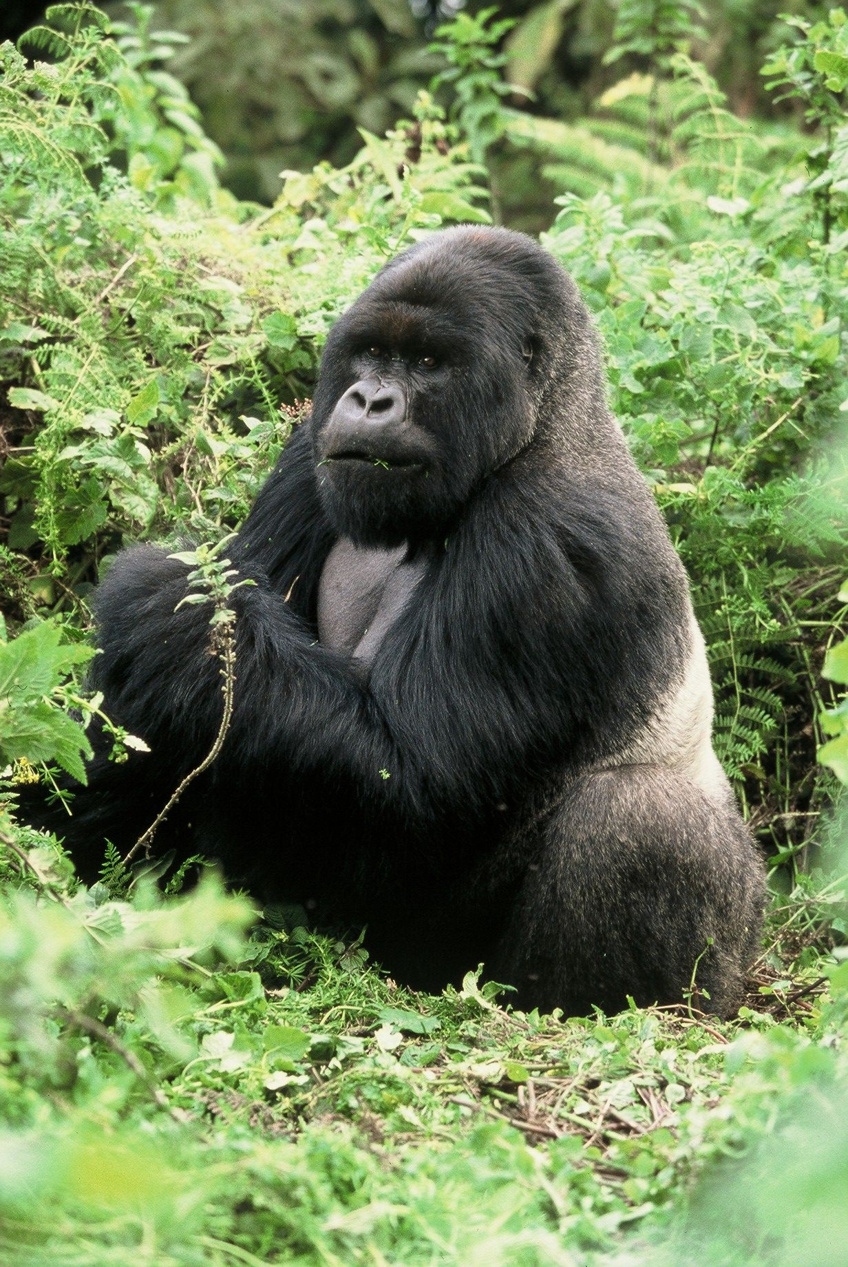 Special Interest Safaris – Authentic Gorilla, Chimps & Game Safari!