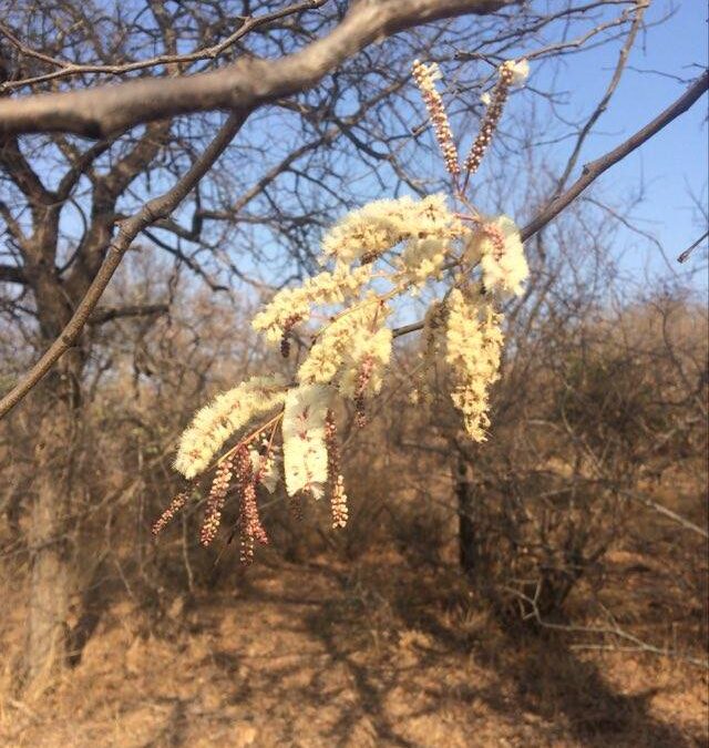 Hokoyo Wildlife – Notes From Africa – Interesting Trees Found In The Bush – 2