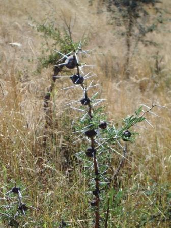 Hokoyo Wildlife – Notes From Africa – Interesting Trees Found In The Bush – 4 –