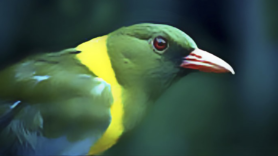 A green forest bird with a yellow collar and red bill