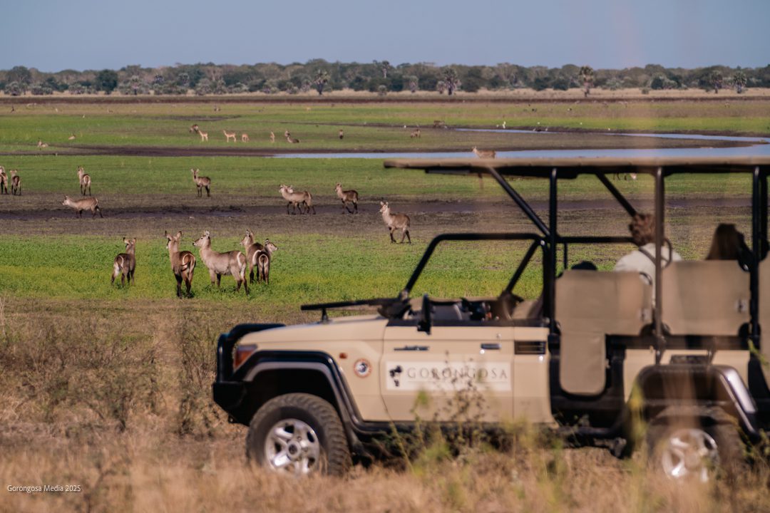 A safari vehicle overlooking wildlife on the Gorongosa plains