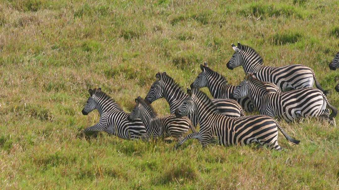 A group of zebra resting together in grassland