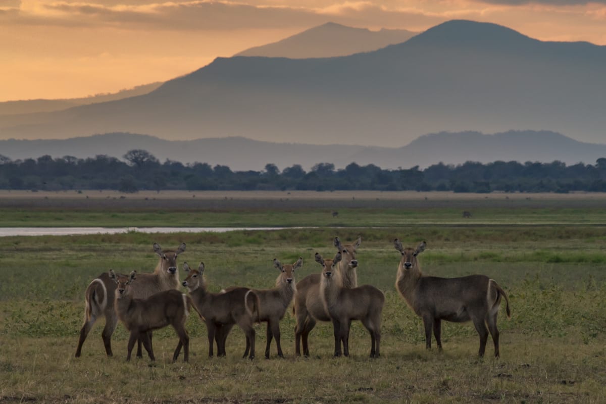 Waterbuck on an open plain beneath distant mountains at Gorongosa
