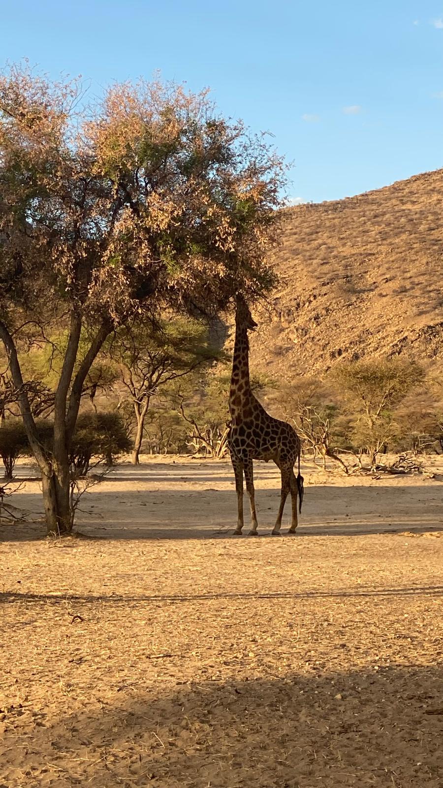 Giraffe beneath a tree at Okapuka Game Reserve in Namibia