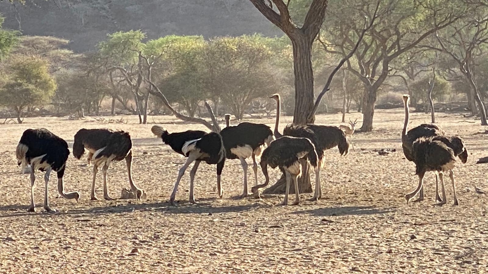 Ostriches at Okapuka Game Reserve in Namibia