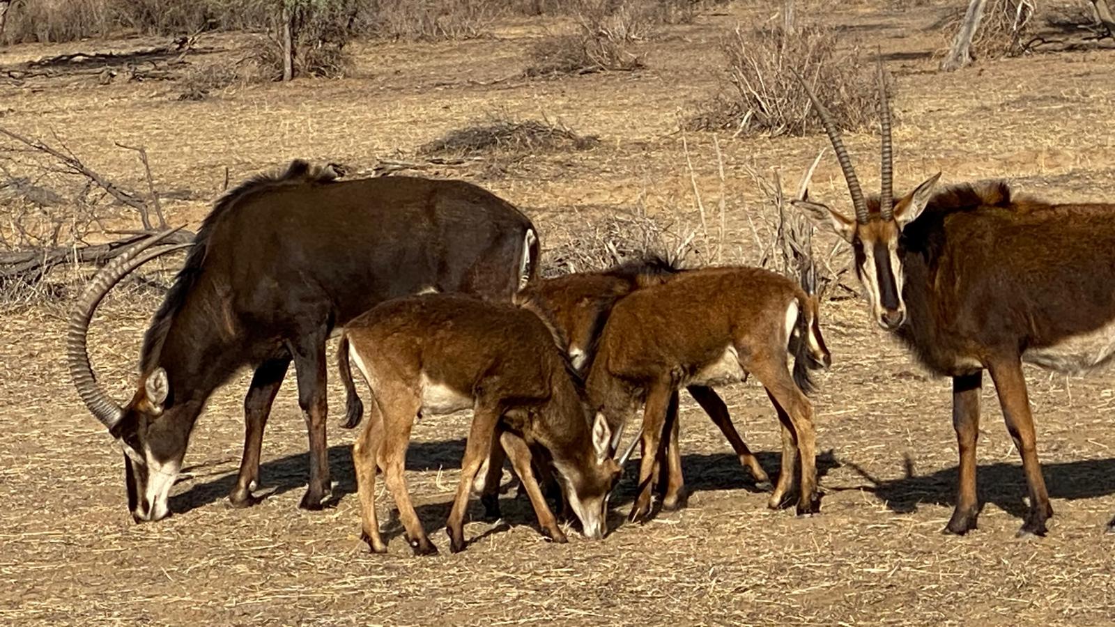 Sable antelope at Okapuka Game Reserve, Namibia