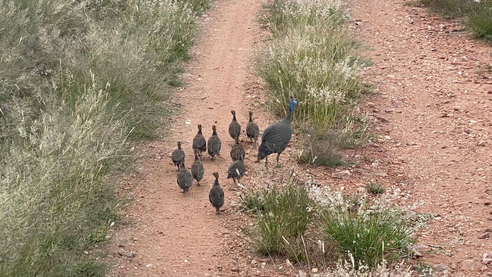 Guineafowl family walking along a track at Naankuse