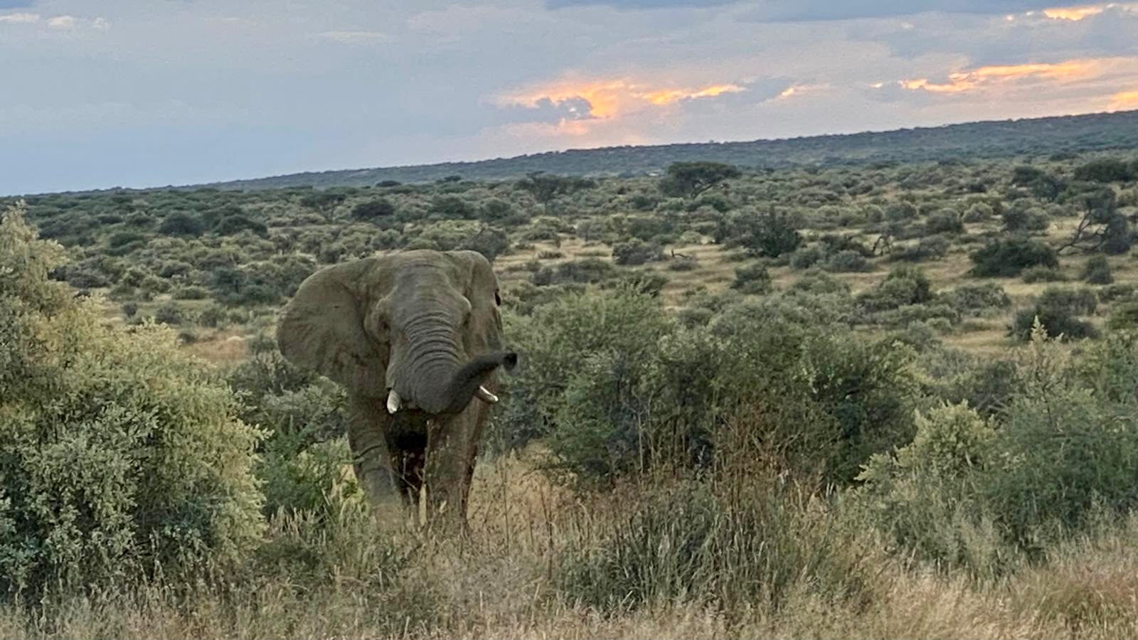 Elephant in the landscape at Naankuse Wildlife Sanctuary