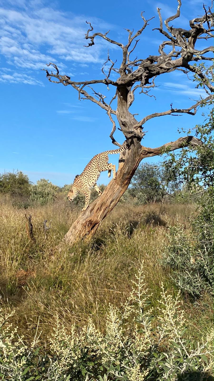 Cheetah descending a tree at Naankuse Wildlife Sanctuary
