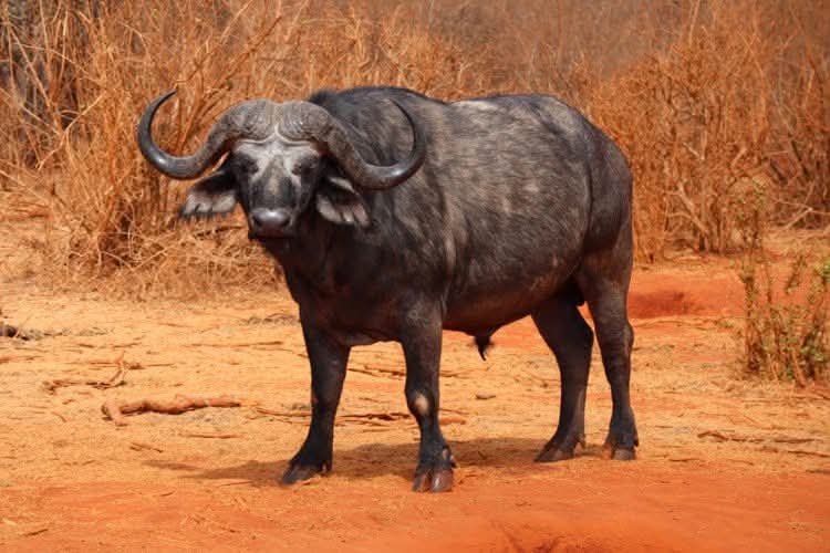 African buffalo in Tsavo West National Park, Kenya