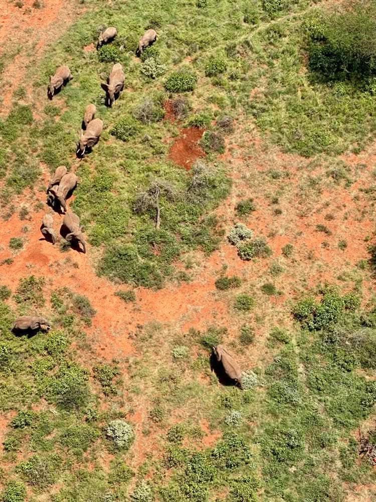 Elephants moving across the red earth of Tsavo West National Park, Kenya