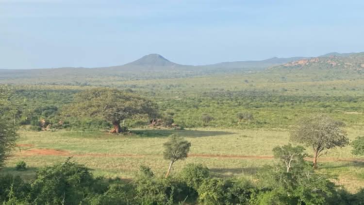 Expansive green landscape in Tsavo West National Park, Kenya